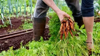 Harvesting fresh organic vegetables at peak flavor - Know when and how to pick homegrown produce for best taste and storage