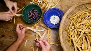 Saving seeds from organic vegetables for next season - Preserve favorite varieties and build garden resilience naturally