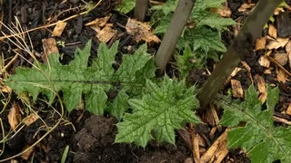 Natural weed management in organic vegetable gardens - Control weeds without chemicals while building soil health