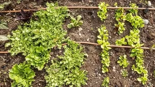 Companion planting and succession sowing in organic gardens - Maximize yields with smart vegetable pairing and staggered harvests