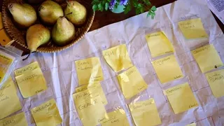 Crop rotation planning for organic vegetable gardens - Group plants by family for healthier soil and better natural pest management