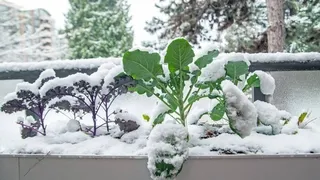 Seasonal planting guide for organic vegetables by climate zone - Time your crops perfectly for abundant chemical-free harvests