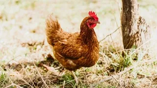 Chickens helping in organic vegetable gardens - Use poultry for natural pest control and soil enrichment in permaculture systems