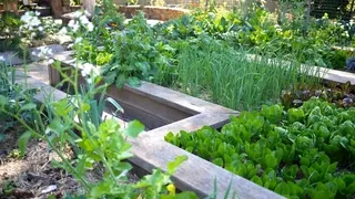 Constructing raised garden beds for organic vegetables - Choose materials and fill methods for year-round chemical-free harvests