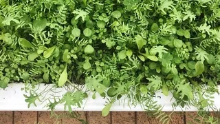 Green manure crops improving organic garden soil - Rebuild fertility naturally between vegetable plantings for sustainable growing