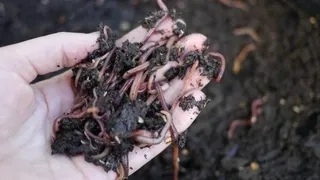 Productive worm farm creating organic fertilizer - Turn food scraps into nutrient-rich castings for thriving vegetable beds