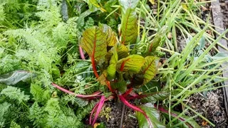 Building resilient organic vegetable gardens naturally - Prevent pests and diseases through diversity and healthy soil