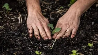 Planting organic vegetable seedlings with proper spacing - Establish thriving chemical-free gardens from day one with correct techniques