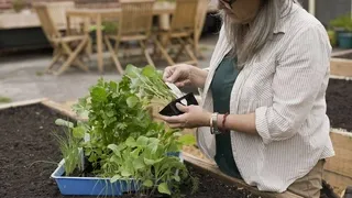 Selecting healthy organic vegetable seedlings at nursery - Choose between seeds and seedlings for successful chemical-free growing