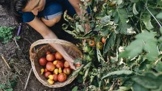 Annual and perennial vegetables in organic garden planning - Combine plant types for reliable year-round sustainable food production