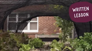 Shade cloth protecting organic vegetables from hot sun - Summer solutions for resilient chemical-free food growing in heat