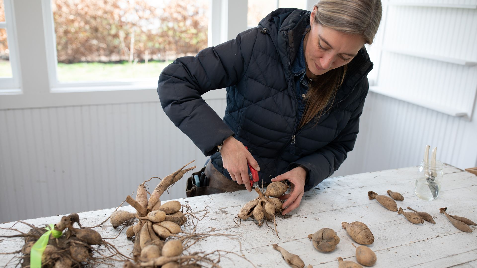 Erin Benzakein demonstrating dividing dahlias