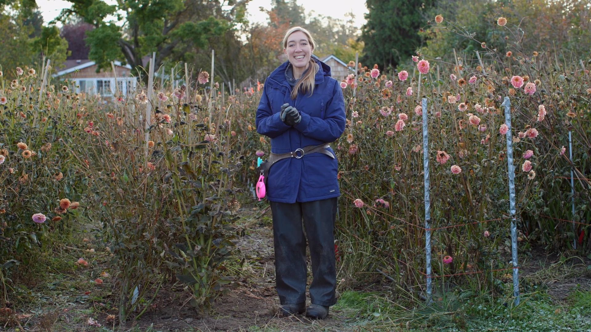 Erin Benzakein demonstrating digging up dahlia clumps