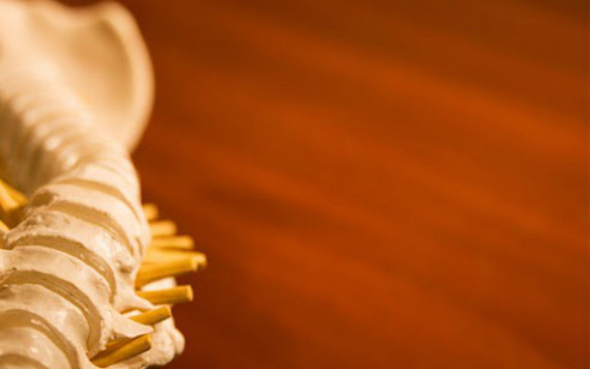 Chiropractic Foundations