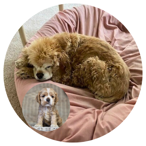 Bobbie Shier & Bubba review