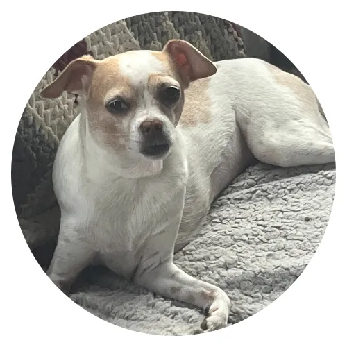 Stephanie Ginter & Heidi dog Review