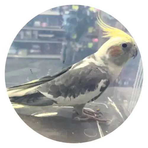 Melissa Baldwin & Phoenix review