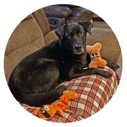 Sir Cole Joy Goodwin review