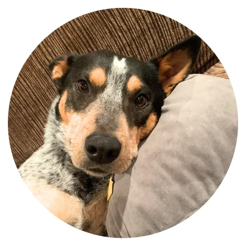 Sophia Zuchowski & Blue review