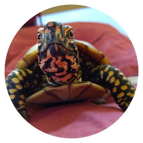 Spike Gina Manso review