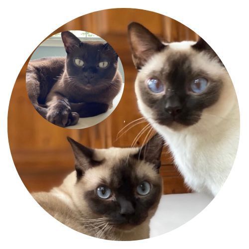 Hotshot Maverick Chase Review