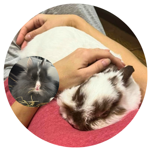 R.N. & Liutukas (Little Lion) review