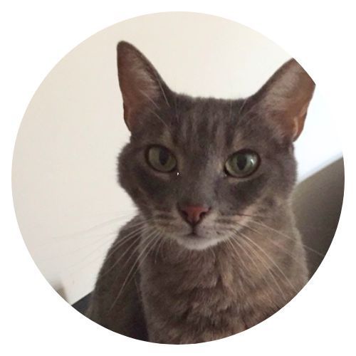 Ipek Yagmur Gri Paz Griot review