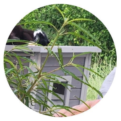 Tindi Sarah Hancock Review