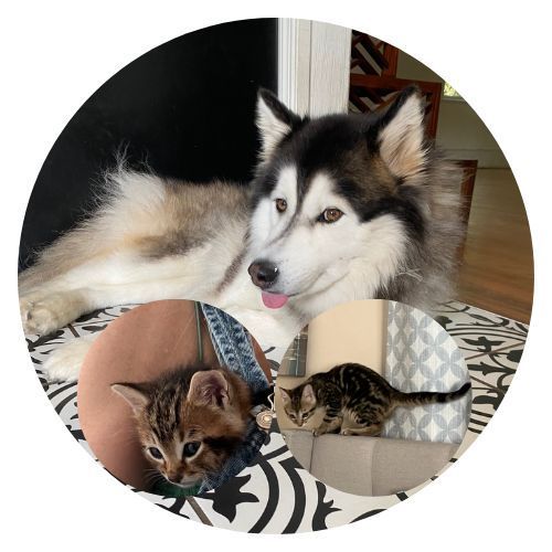 Zen Rumi Roadie Kristen Wilson review