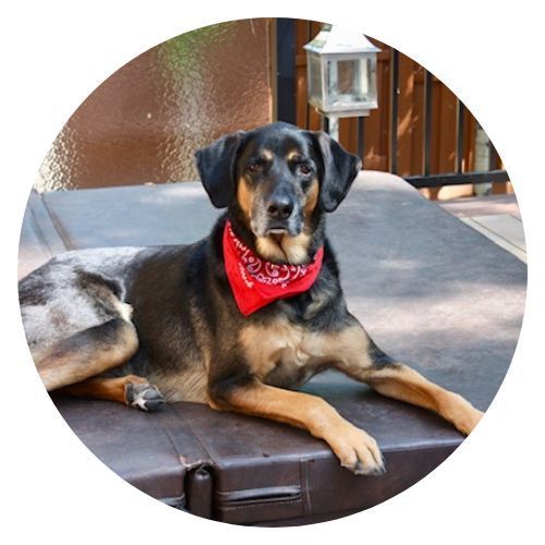 Baxter Laurie Parente review