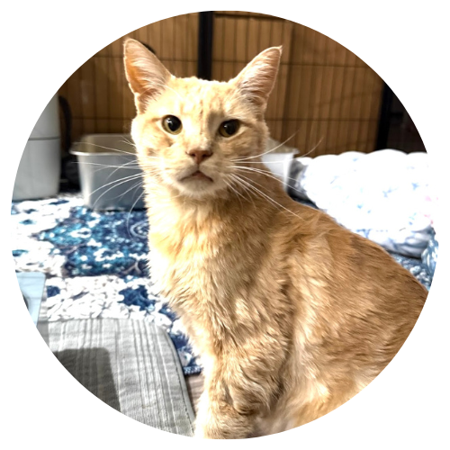 Francine H. & Banzo Review