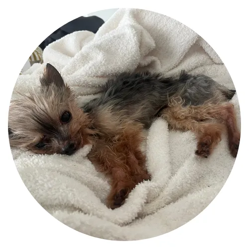 George dog and Sara Review