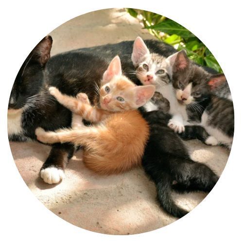 Cat Colony Lina Review