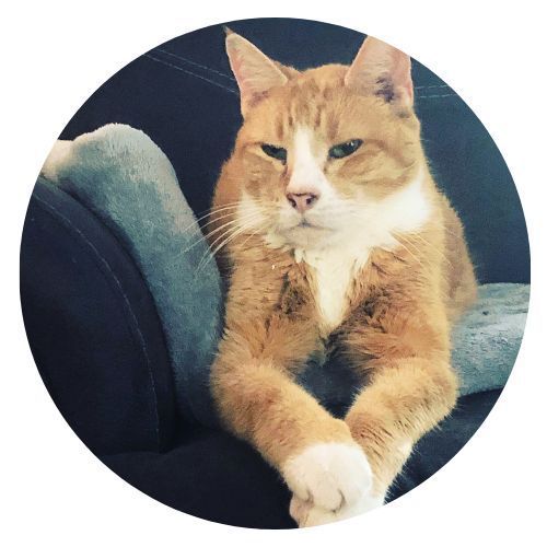 Tom Ellen Shannon Review