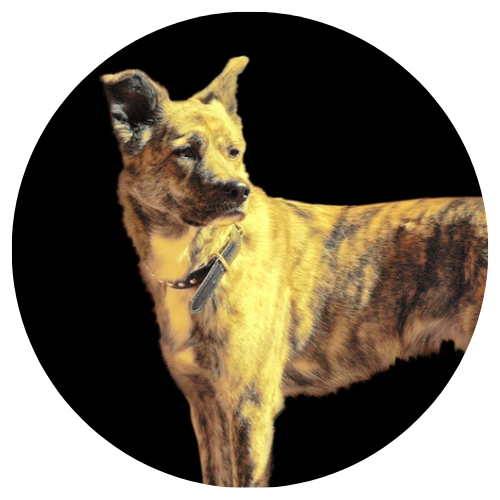 Ana Dean & Boey Review