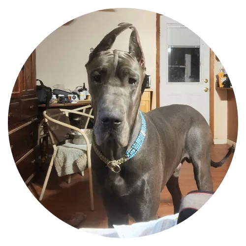 Cindy Mack & Apollo Phoenix review