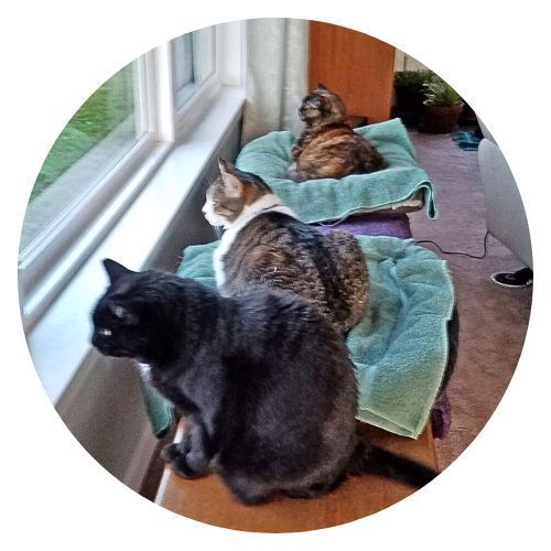 Kitty Carlyle Apollo Ellie Nina P review