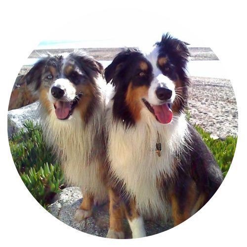 Moske Rex Sasha Review