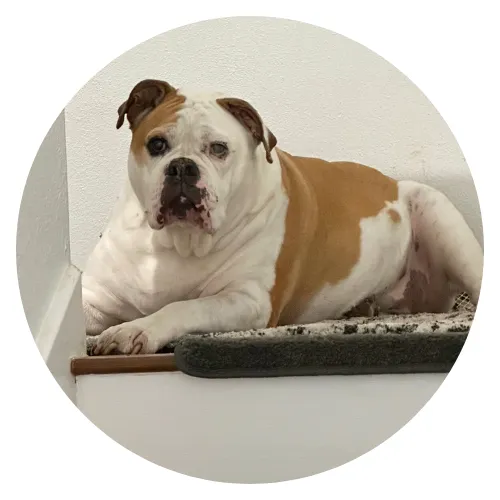 Jill Bremer & Cesar review