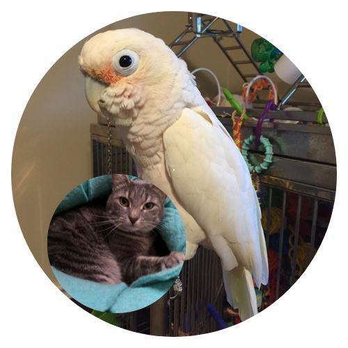 Kitty Tweety Jamie review