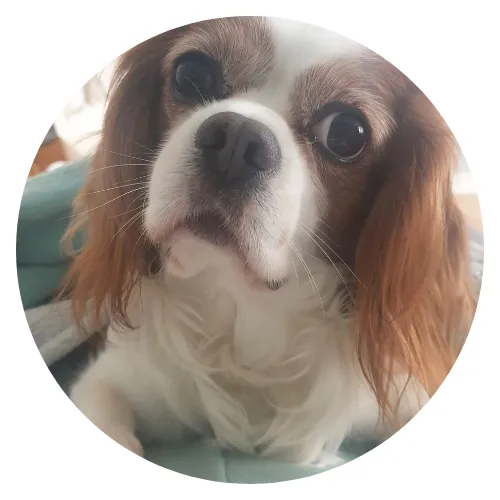 Lena Kateley and Chase review