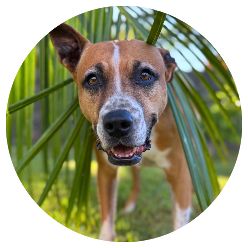 Rachael Magee & Monti Review