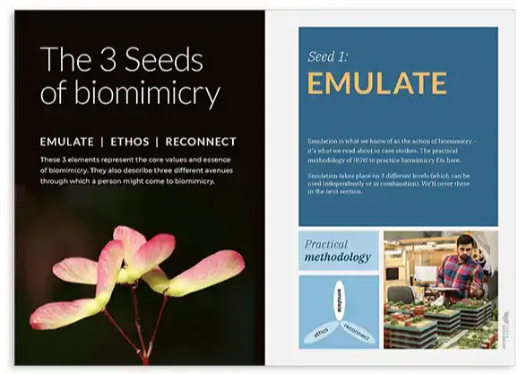 The 3 seeds of biomimicry