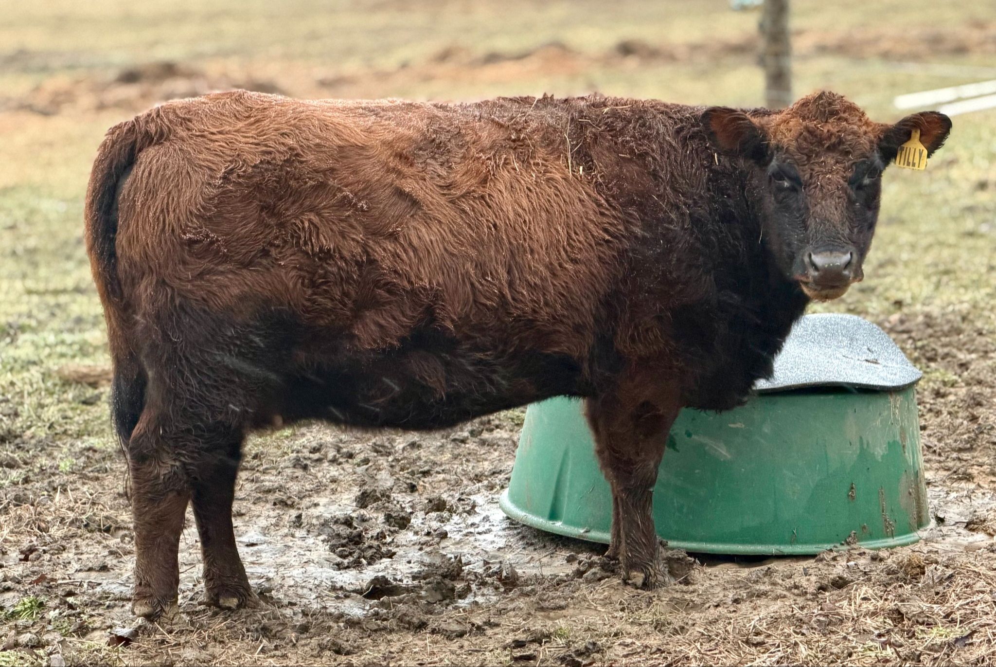 Dexter cow standing beside covered free-choice mineral feeder in pasture