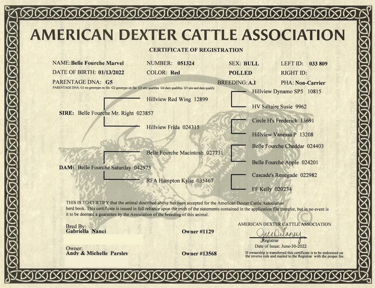 American Dexter Cattle Association registration certificate showing pedigree of a Dexter bull