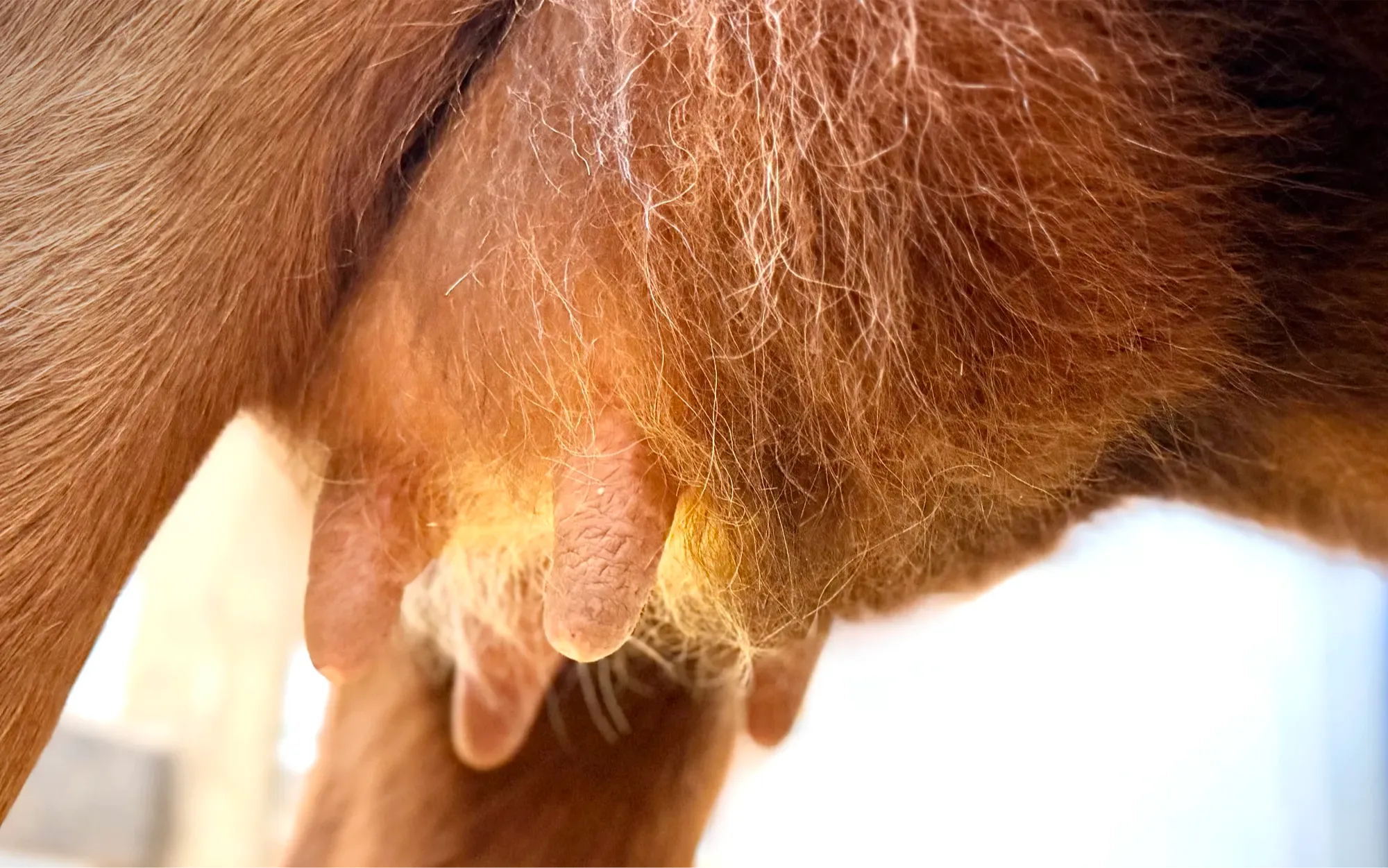 Hairy Dexter cow udder prior to cleaning, showing debris risk before teat wipe protocol