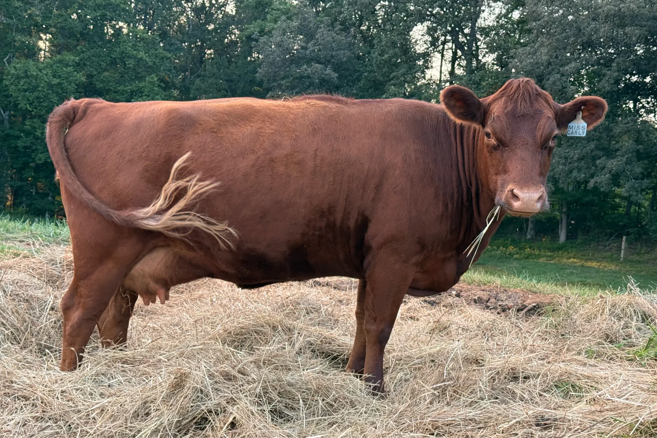 Carly, a modern red Dexter cow from Mountain Heritage Farm, standing in hay with a calm expression.