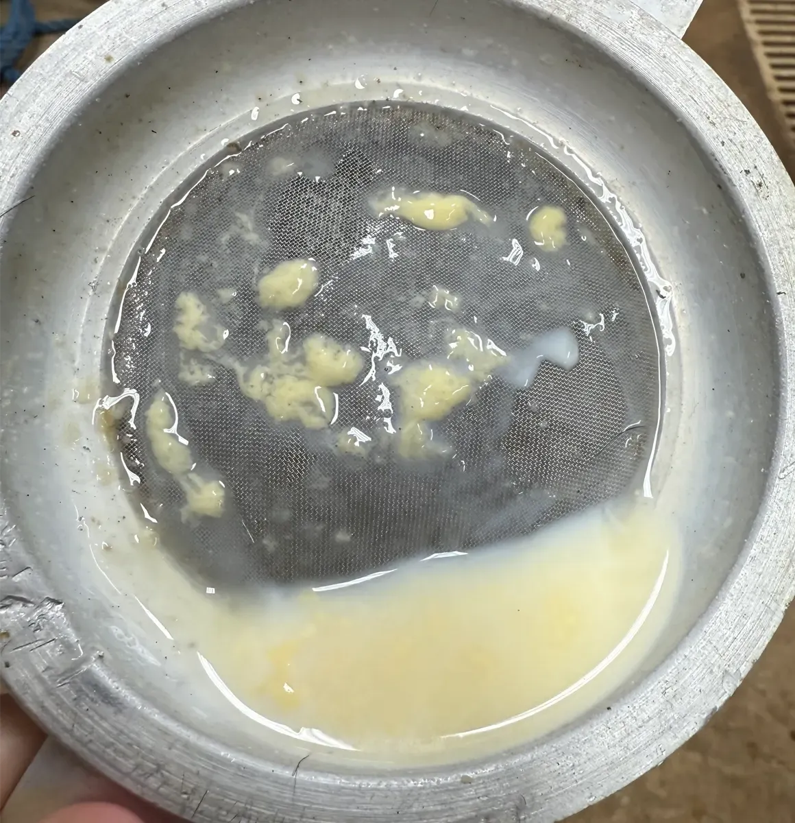 Mild mastitis caught early during a strip-cup test at Mountain Heritage Farm