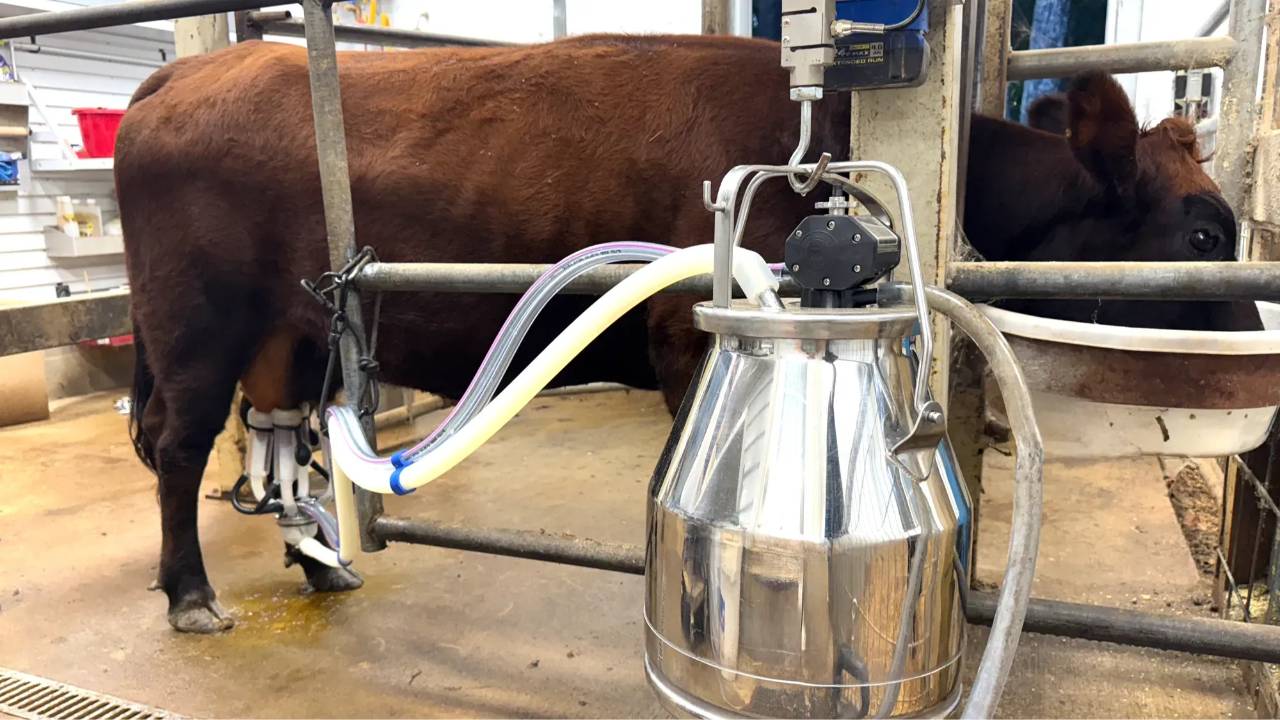 Dexter family milk cow being milked with a stainless steel bucket milking system after proper udder preparation