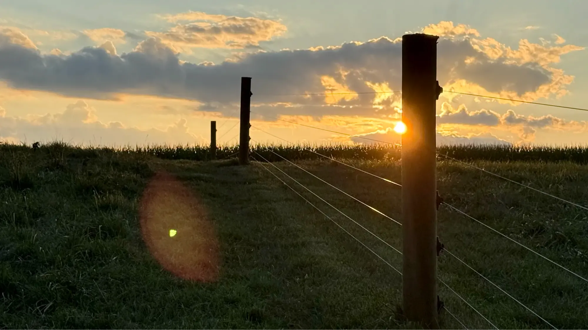 Interior buffer fence installed inside a shared boundary to prevent cattle contact and reduce disease exposure risk in a raw milk herd.